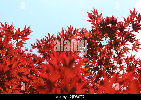 In vielen Regionen in Deutschland werden Temperaturen über 30 Grad für das Wochenende vom 17.06.22-19.06.22 erwartet. * Temperaturen über 30 Grad Stockfoto