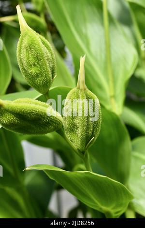 Reifende Samenhülse der tropischen Pflanze „Canna flaccida“ Stockfoto