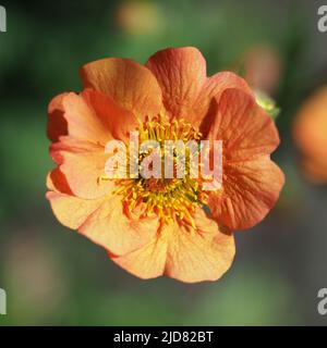 Makroaufnahme einer einzelnen orangefarbenen Geum-Blume, die vollständig geöffnet ist. Variety Totally Tangerine. Stockfoto