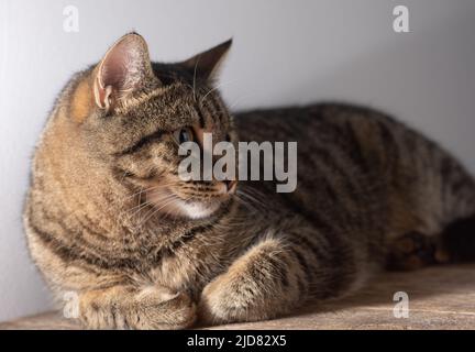 Europäische Kurzhaarkatze. Porträt einer einheimischen gestreiften braunen Katze. Schnauze mit Schnurrbart. Tier zu Hause. Stockfoto