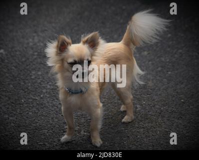 Hund, ein Freund auf dem Objektivfoto während eines Spaziergangs Stockfoto