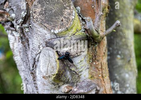 Eine wunderschöne blaue Holzbiene arbeitet am Stamm eines alten Baumes. Stockfoto