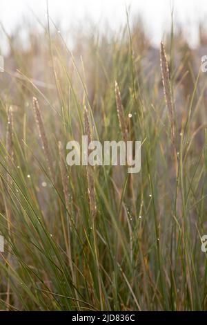 Dünengras als Schutz für die Düne und auch Lebensraum für Tiere und Insekten im Sommer. Stockfoto