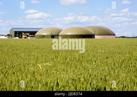 Gesamtansicht einer Biogasanlage mit drei Fermentern in einem grünen Weizenfeld auf dem Land unter einem blauen Himmel mit weißen Wolken. Stockfoto