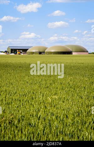 Gesamtansicht einer Biogasanlage mit drei Fermentern in einem grünen Weizenfeld auf dem Land unter einem blauen Himmel mit weißen Wolken. Stockfoto