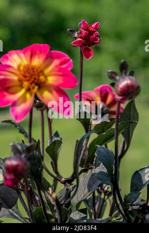 Schöne mehrfarbige Dahlia Blume aus Mystic Series mit ungewöhnlichem dunklem Laub. Dunkelrosa und gelb Mystic Sparkler Dahlia Pflanze. Stockfoto