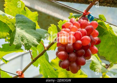 Ein Haufen von purpurroten, kernlosen Gräbern, die auf einer Weinrebe mit grünen Blättern in einem ländlichen Weinberg wachsen. Stockfoto