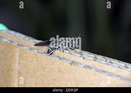 Black Soldier Flie Hermetia erhellt Eier in einem Karton. Stockfoto