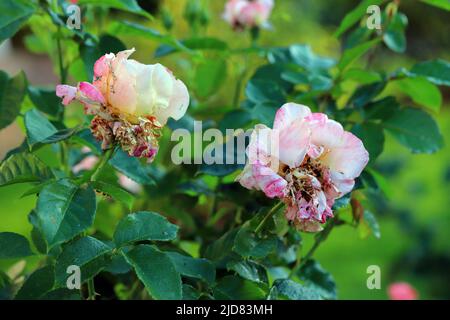 Eine Rosenblüte, die von Käfer im Garten (Phyllopertha horticola) zerstört wurde. Ein Schädling von Gartenpflanzen. Stockfoto