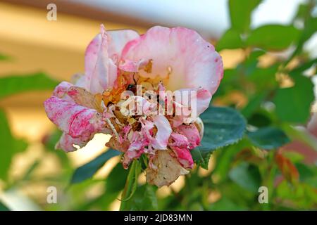 Eine Rosenblüte, die von Käfer im Garten (Phyllopertha horticola) zerstört wurde. Ein Schädling von Gartenpflanzen. Stockfoto