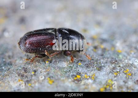 Europäischer Eichenrindenkäfer, Scolytus intricatus, extreme Nahaufnahme Stockfoto