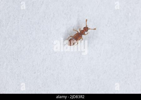 Der Zwergkäfer Euplectus ist eine Gattung von Ameisenkäfern aus der Familie der Staphylinidae. In Euplectus sind etwa 13 Arten beschrieben. Insekt auf Papier Stockfoto