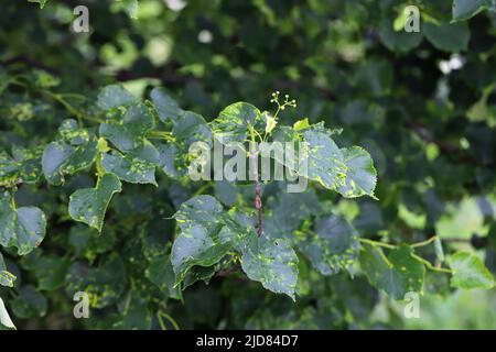 Eine Krankheit von Lindenblättern, die durch kleine Arachniden-Milben verursacht wird. Stockfoto