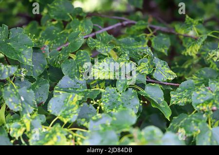 Eine Krankheit von Lindenblättern, die durch kleine Arachniden-Milben verursacht wird. Stockfoto