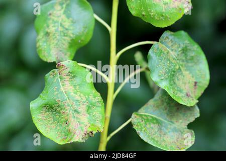 Schwarzer Fleck Birne, Schorf von Birne eine Pilzerkrankung von Birnenbäumen, die durch Venturia pyrina verursacht wird. Symptome auf Birnenbaumblättern. Stockfoto