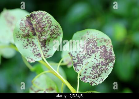 Schwarzer Fleck Birne, Schorf von Birne eine Pilzerkrankung von Birnenbäumen, die durch Venturia pyrina verursacht wird. Symptome auf Birnenbaumblättern. Stockfoto