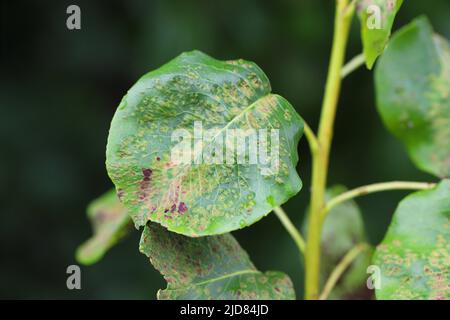 Schwarzer Fleck Birne, Schorf von Birne eine Pilzerkrankung von Birnenbäumen, die durch Venturia pyrina verursacht wird. Symptome auf Birnenbaumblättern. Stockfoto