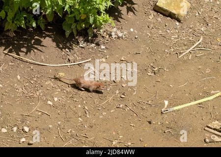 Braune Ratte, Rattus norvegicus, schleichen aus einer Hecke Stockfoto