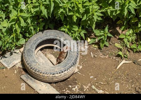 Eine braune Ratte, Rattus norvegicus, auf einem alten Reifen. Stockfoto