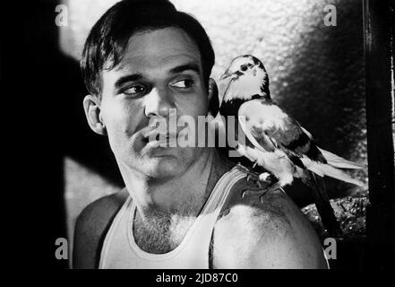 STEVE MARTIN MIT VOGEL, TOTE TRAGEN KEIN KARO, 1982, Stockfoto