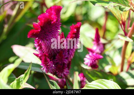 Chinesische Cockscomb Wollblume oder schöne burgunderrote Blume, Celosia argentea Stockfoto