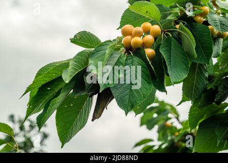 Pinsel von weißen Kirschenbeeren auf Zweig zwischen grünen Blättern. Regenkirsche. Nahaufnahme. Thema: Gartenarbeit, Ernte, Werbung für weiße Kirschfrüchte . Stockfoto
