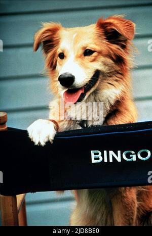 Der Hund Bingo, Bingo, 1991 Stockfoto