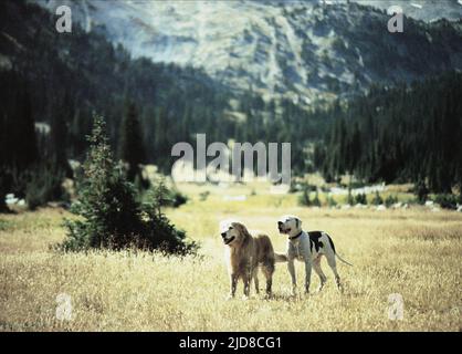 LAUREN, Schatten, Homeward Bound: The Incredible Journey, 1993 Stockfoto