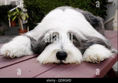 SCHÄFERHUND, DER ZOTTELIGE HUND, 2006, Stockfoto