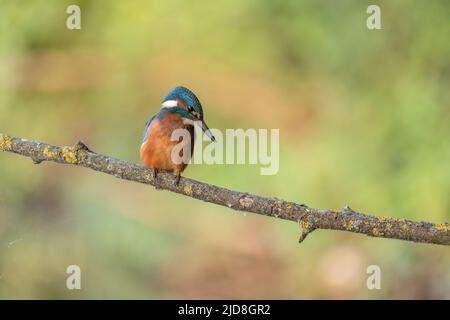 Gewöhnlicher Eisvögel (alcedo athist) auf dem Ast, bereit, auf Beute zu tauchen. Elsass, Frankreich. Stockfoto