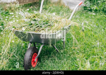 Schubkarre mit Gras auf einem grünen Rasen im Garten. Gartengeräte. Stockfoto