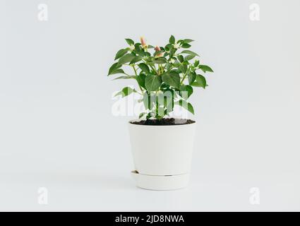 Dekorative Paprika, die in einem Blumentopf auf weißem Hintergrund angebaut wird. Kleine Chilischoten in einem Topf. Gemüsegarten zu Hause. Speicherplatz kopieren. Stockfoto