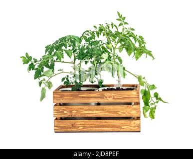 Kirschtomatensträucher in einer Holzkiste isoliert auf weißem Hintergrund. Tomaten in einem Blumentopf angebaut. Gemüsegarten zu Hause. Stockfoto