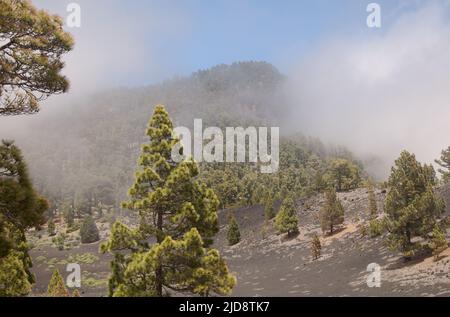 La Palma, Landschaften entlang der langen beliebten Wanderroute Ruta de Los Volcanes, die entlang des Kamins der Insel von El Paso nach Fuencaliente führt Stockfoto