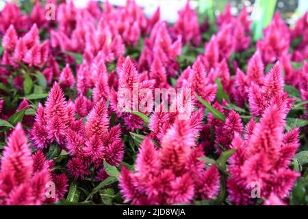 Farbenfrohe und wunderschöne Celosia Argentea Pflanzen im Garten Stockfoto