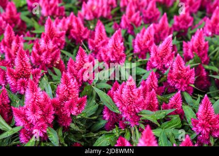 Farbenfrohe und wunderschöne Celosia Argentea Pflanzen im Garten Stockfoto