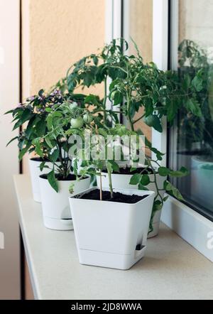 Kirschtomatensträucher wachsen in einem Topf auf der Fensterbank. Hausgarten. Grüne Tomaten in Blumentöpfen. Stockfoto