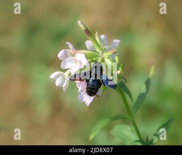 Eine violette europäische Zimmermannsbiene, Xylocopa violacea, im Flug und Nektar der Wildblumenlauge Saponaria officinalis, Deutschland Stockfoto