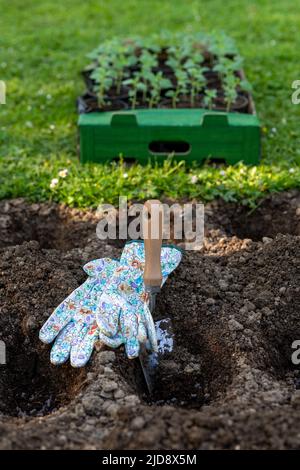 Gartenarbeit. Bodenvorbereitung vor der Pflanzung im Garten. Graben von Löchern, Hinzufügen von Hühnermist Pellets und Kompost. Landschaftsgestaltung, Beginn neuer Blumen Stockfoto