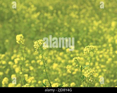 Die selektive Konzentration auf die kleine gelbe Blume, wahrscheinlich Senfblumenkerne, führte zu einem verblassten Hintergrund. Natürliche zweifarbige Farbe von gelb und grün. Stockfoto