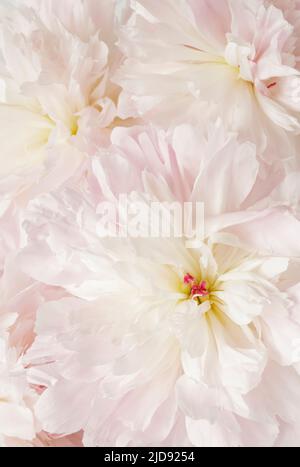 Nahaufnahme der rosa Pfingstrosen Stockfoto