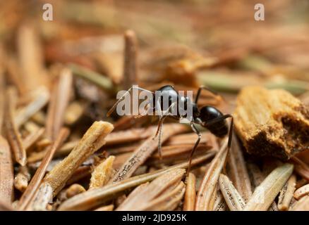 Schwarze Ameise, Lasius fuliginosus zwischen Kiefernnadeln, Makrofoto Stockfoto