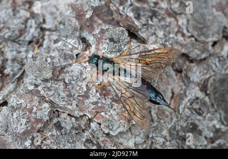 Stähleblaue Holzwespe, Sirex juvencus auf Tannenrinde, kann dieses Insekt ein Schädling auf Nadelholz sein Stockfoto