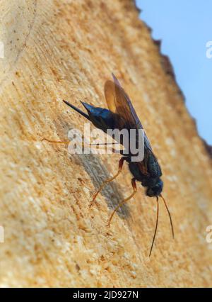 Stähleblaue Holzwespe, Sirex juvencus Eier in Tannenholz legen, kann dieses Insekt ein Schädling auf Nadelholz sein Stockfoto