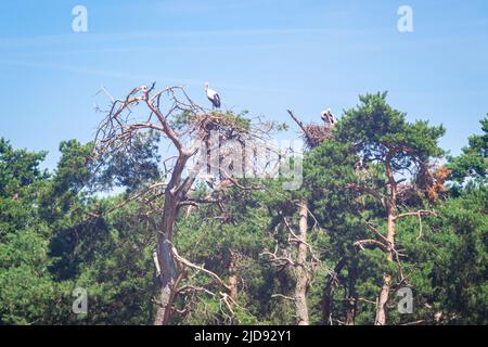 Wildstörche mit ihren Nestern auf den Baumkronen Stockfoto