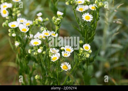 Erigeron annuus, einjährige, fleabanweiße Blüten in Wieseninnsel selektiver Fokus Stockfoto