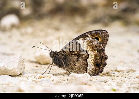 Ein Schmetterling steht auf einem felsigen Pfad am Fluss Stockfoto