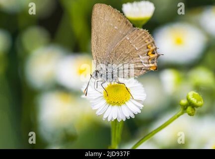 Ein Schmetterling steht auf einer Dandelionenblume auf einer Wiese Stockfoto