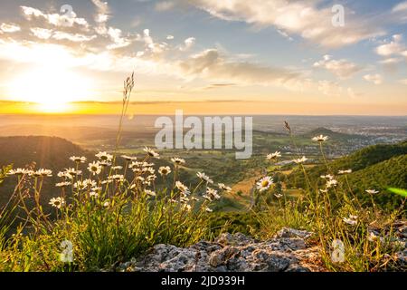 Wunderschöne Blumen auf einem malerischen Felsvorsprung bei Sonnenuntergang in der Schwäbischen Alb in Süddeutschland Stockfoto