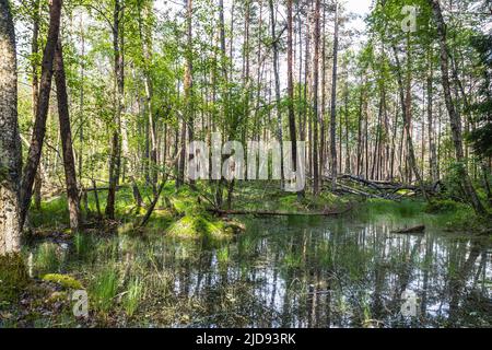 Sumpf umgeben von Wald. Sumpfiges Land und Feuchtgebiet, Sumpf, Moor Stockfoto